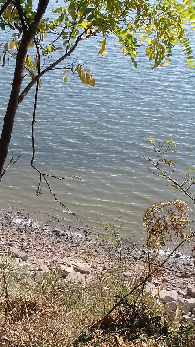  Славик оглянулся и замер, в удивлении открыв рот,  увидев  чудную картину. Не прошло и «полгода», как появились ушедшие в деревню горе рыбаки. Но как! Петрович восседал на заднем высоком резиновом сидении древнего мотоцикла с коляской, в зелёной немецкой каске, трусах и кирзовых сапогах. В руках держал сумку типа мечта оккупанта, в которой позвякивали легко угадываемые угловатые предметы. Цукерка тоже присутствовал в виде трупика на дне коляски, но с трехлитровой банкой мутной подозрительной жидкости. За рулём сидел абориген подозрительного вида, на коляске ещё притулилась парочка не понятно каким чудом державшихся на ней индивидуумов гражданской наружности.                                                                                                          		- Хай литра!- завопил во всю глотку Иван. Где ест партизанен- рыбоклюй, проклятый заклеймённый, виходить! Мы будем их немножко поить коммунистический самогон! Ты ест партизанен, рыбный браконьер?- Петрович вытянул руку с позвяеивающей сумкой. Что смотришь проклятый большевик в клетчатой красный рубашка! Помогайтен вигружать Цукерка! Знакомься с местным деревенским полицай Груня, Валерьян и Валера, по прозвищу Камазик. Удивлённый видом такой компании,	Славик аккуратно вытер ладошки о штаны и с опаской протянул руку.			 										- Вячеслав. Рыболов. С города.								Петрович шустренько соскочив с седла, продолжил вопить и суетится.			- Мужики, мужики! Чего сидим? Чего ждём? Давайте выгружайтесь бегом. Водка уже протухает, пиво прокисает, а вы муру водите! Цукерку волоките в кусты, в тенёчек. Самогон туда же, к нему под бочёк. Стоп! Самогон в речьку, пусть остывает. Вечеслав не тормозим, накрываем поляну. Не видишь гости прибыли.							Энергия из него так и пёрла. Движения были шустры и лихорадочно хаотичны. Глаза горели подозрительными огоньками. Приехавшие псевдо полицаи с удовольствием поддержали суету.											-Так, так, так! Давай! Давай сюда в кружочек! Наливаем! Наливаем! Давайте мужики выпьем за дружбу между народами! Пикничок продолжается! Расположились вокруг дастархуна, познакомились, налили выпить. Блин кто ж так наливает?- возмутился неожиданно Груня. У нас так не принято. У нас наливают по полной. Как говорится налито с горкой, самодельной горькой. Кто не курит и не пьёт тот здоровеньким помрёт. Долили по полной, выпили, покрякали, занюхали. И как вы тут рыбу ловите?- поинтересовался всё тот же Груня. Как, да обычно. Забросили спининги и сидим ждём. Э..! Так рыбу не ловят. Спиннинг надо кидать на фарватер. Вся рыба там. Сейчас покажу как это делается. Потопавшего к реке рыбака понесло боком боком и спотыкнувшись, тот рухнул в воду. И поплыл телипаясь ну вы сами знаете как кто. Или что. На фарватер видать поплыл!- съехидничал Петрович. Поймали плывущее тело, вытащили на бережок, уложили тюленьчиком. Не не правильно рыбу нафарватере ловить!- продолжил разговор Камазик. Спининг надо кидать на опечек. Вся рыба там. Мы знаешь каких сазанов ловили,во!- И Камазик показал руками нечто напоминающее арбуз. Вот с такой вот мордой. Сейчас покажу. Видать к опечеку поплыл!- прокоментировал через некоторое время Петрович. Смотри якорем за опечек не зацепись! А то всю рыбу распугаешь. Положили второе туловище рядом с первым. Через какое то время ёще хотели показать как надо ловить рыбу, но к счастью не нашли побережья. А оно было, судя по плеску волн, и воплям лягушек. Но не нашли. Продолжение следует. Первые части там на Дзене. Всем любви, здоровья, счастья. 