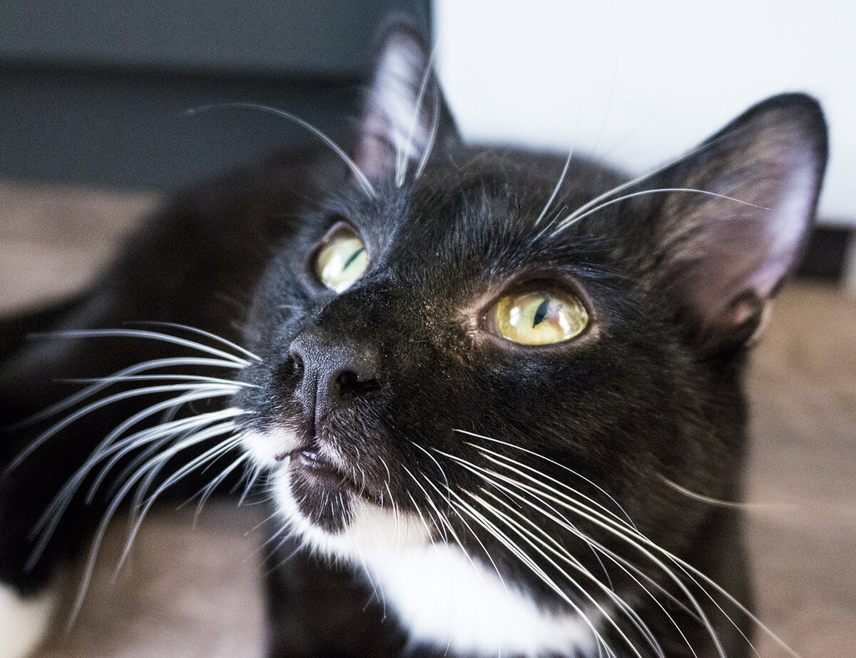 Фотография автора. Кота Северуса выкинули в коробке с братиками и сестричками, когда ему было меньше месяца. Единственный выживший. Чуть не потерял глаз (на фото видно небольшую язвочку). Сейчас живёт у меня.