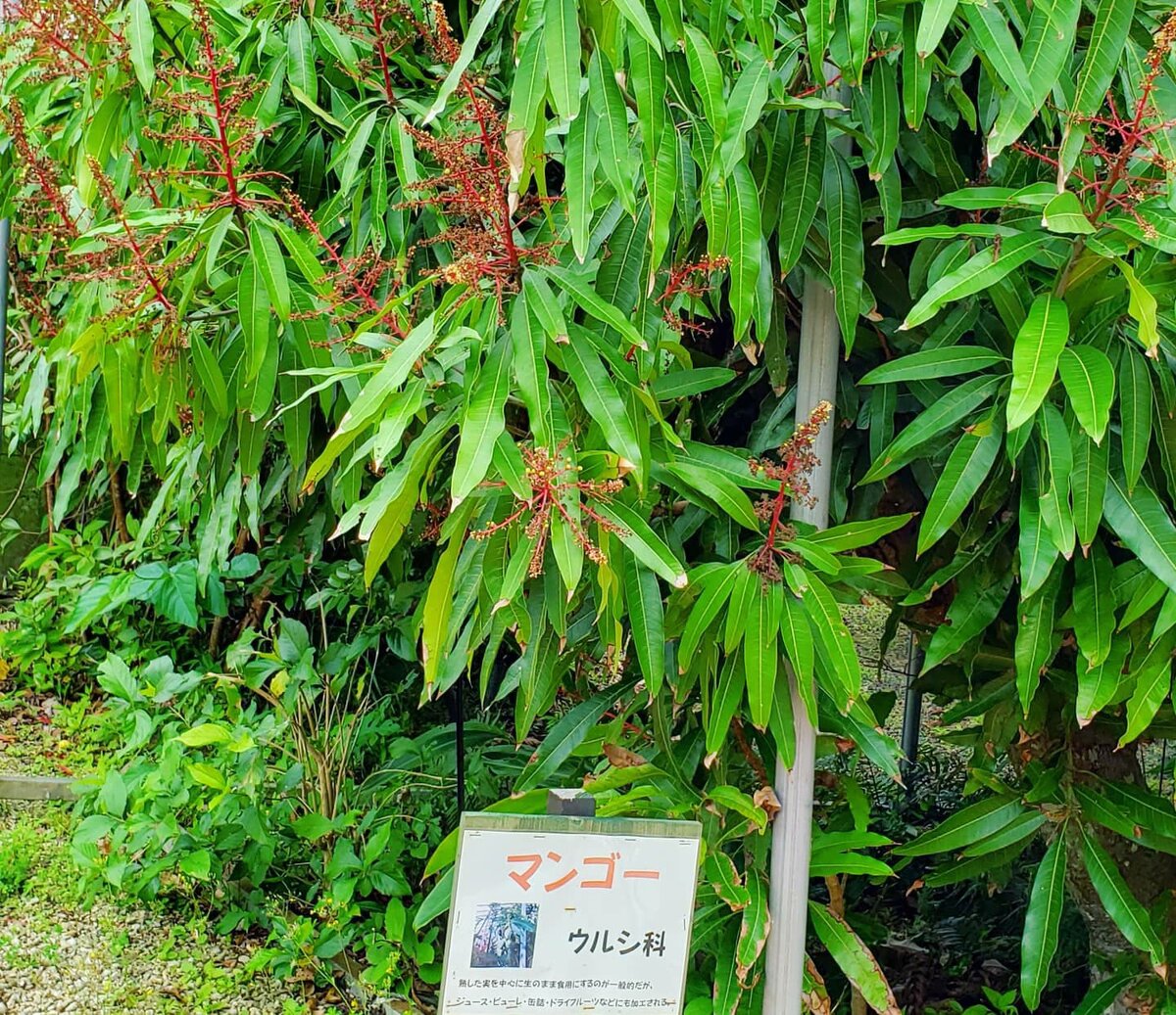 Манговое дерево