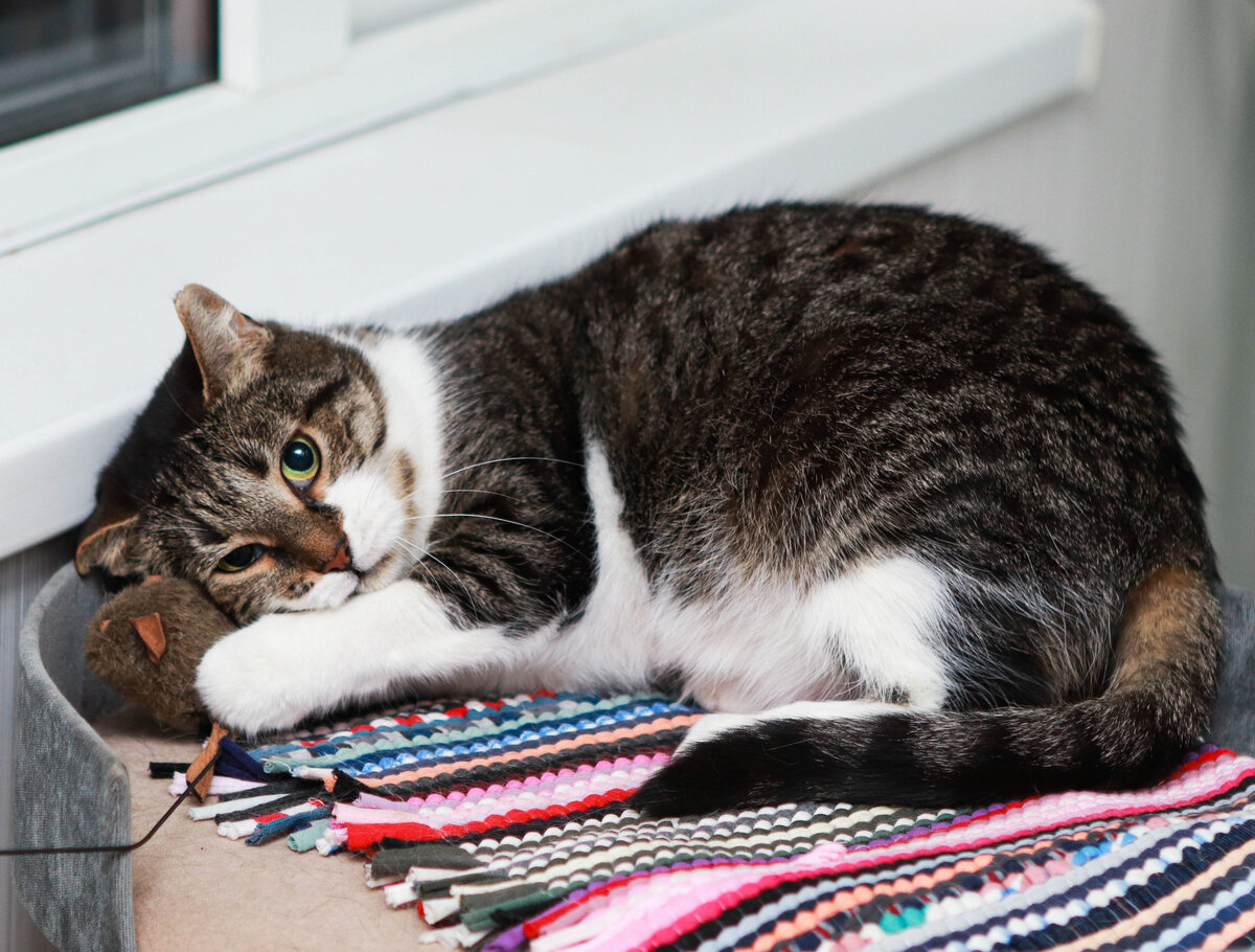 Синса привыкает к новой мыши и чуть-чуть грустит по старой