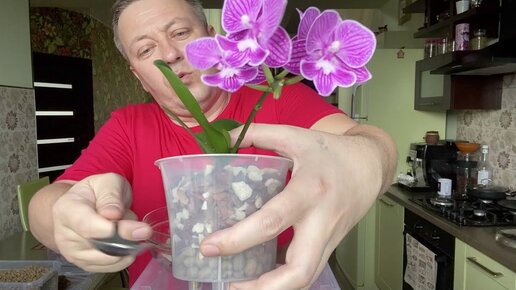 Пересадка орхидей (видео)