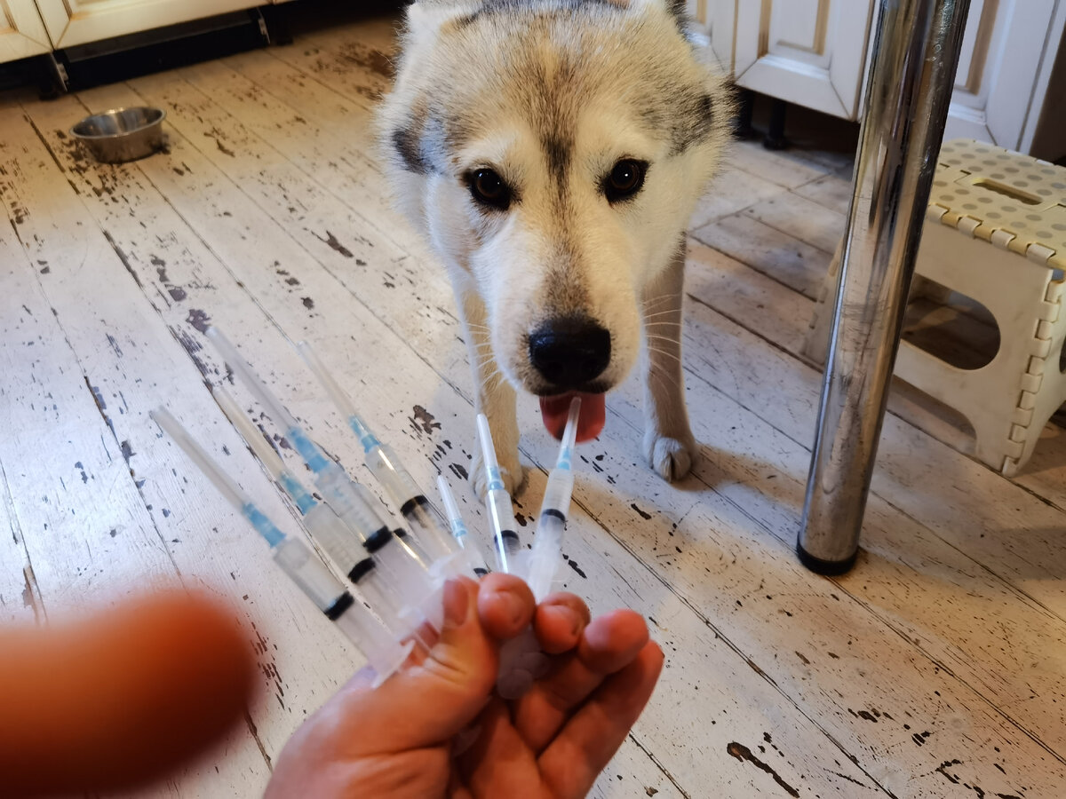 Проблемы со здоровьем частая причина плохого поведения собаки.