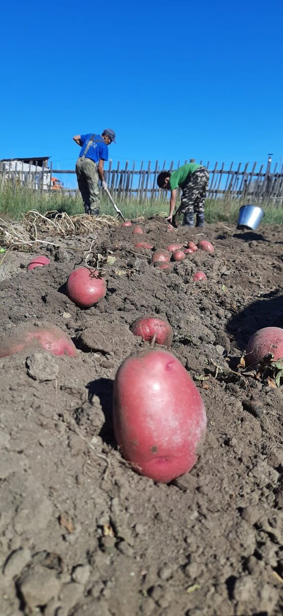 Уборка картофеля