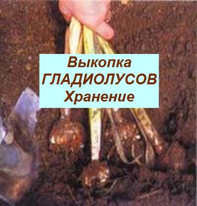 выкопка гладиолусов