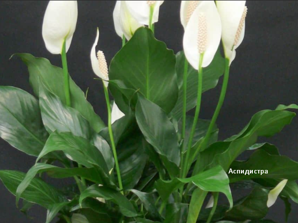 Теневыносливая Аспиистра. Скрин фото автора