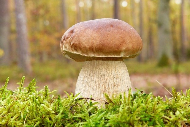 На дворе осень — время, когда любители «тихой охоты» отправляются в лес за грибами.
