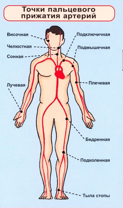 Пальцевого прижатия при повреждении бедренной артерии