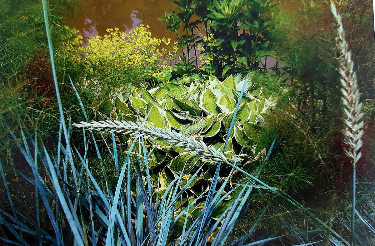 Сад страны Ож