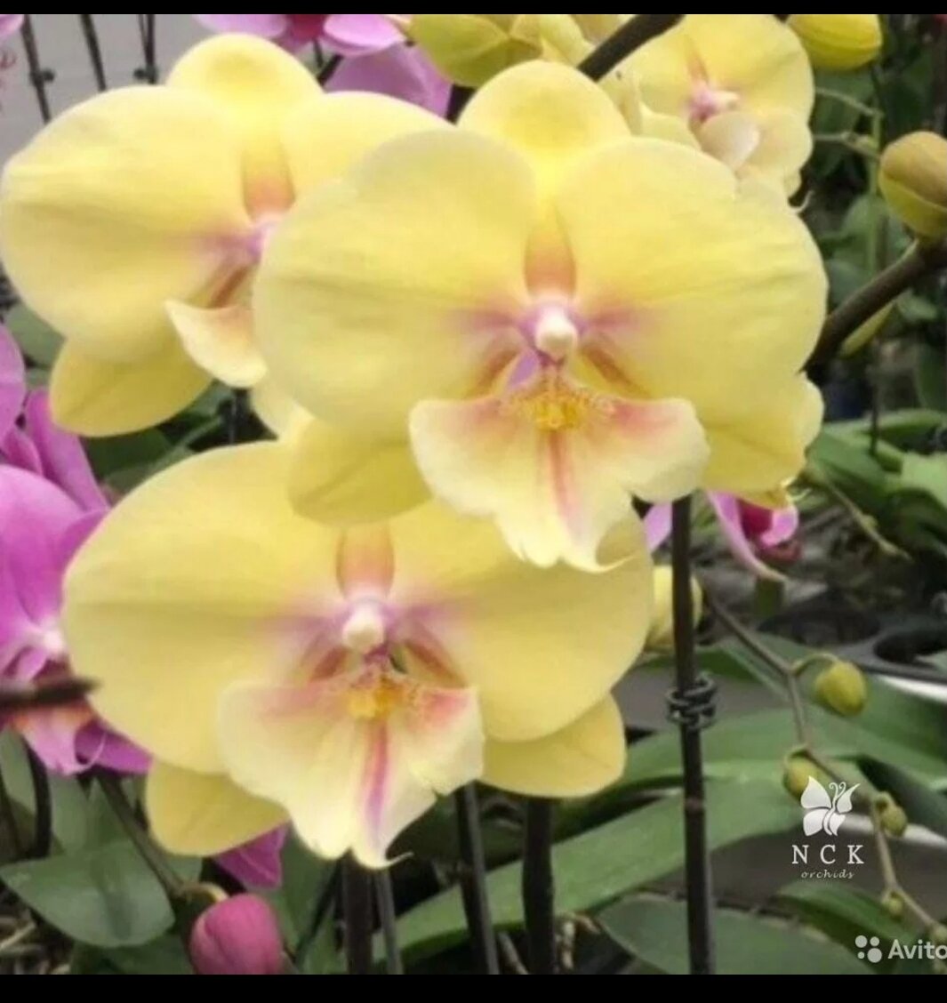 Азиатский биг лип, предлагает садовник под названием NCK, растение подрощенное до размера 1,7, то есть до цветения примерно 1-2 года. 