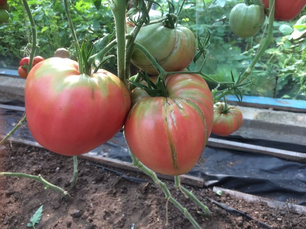 Томаты абаканский розовый отзывы фото