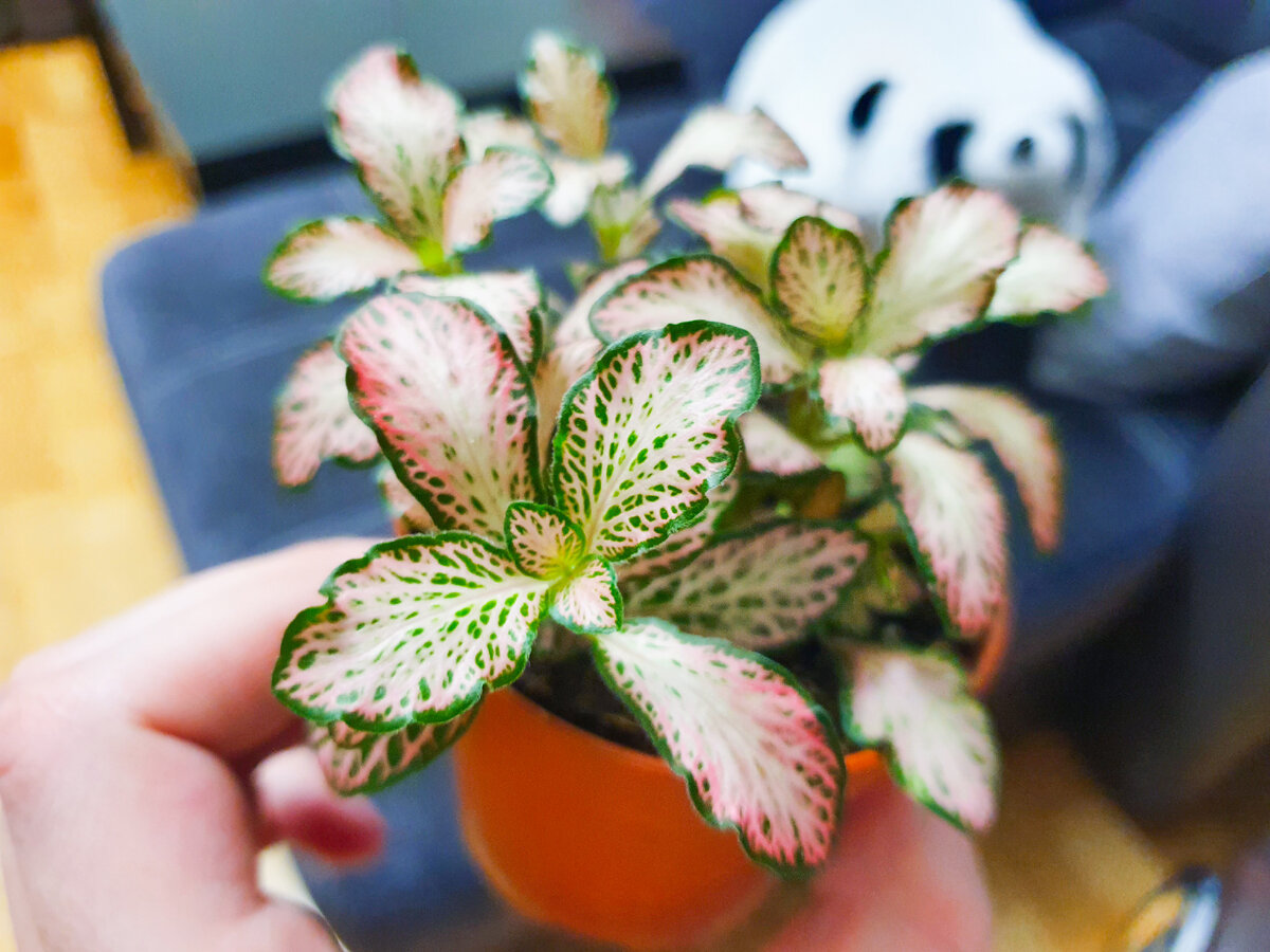 Одна из моих последних новинок. Куплена в Леруа из палетки «фиттония микс», поэтому сорт не знаю