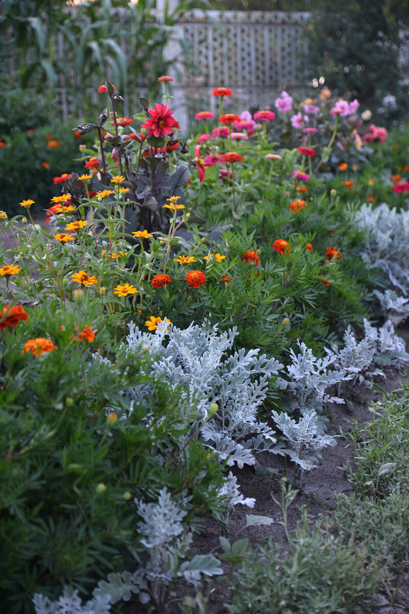 бордюр из цинерарии .