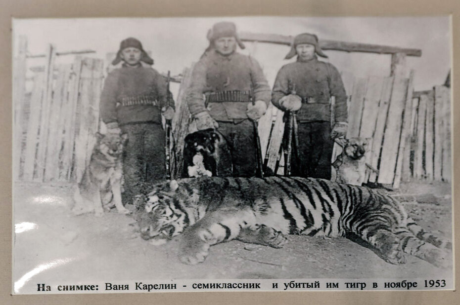 Места в Сибири, где водились тигры. | Планета Сибирь | Дзен