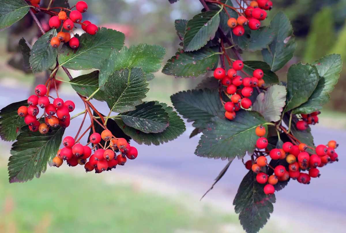 Рябина интермедиа Sorbus Intermedia