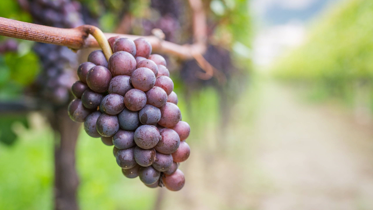 Виноград пино гриджио. Пино Гриджио виноград. Пино Гриджио сорт винограда. Pinot Grigio виноград. Виноградник Пино Гриджио.