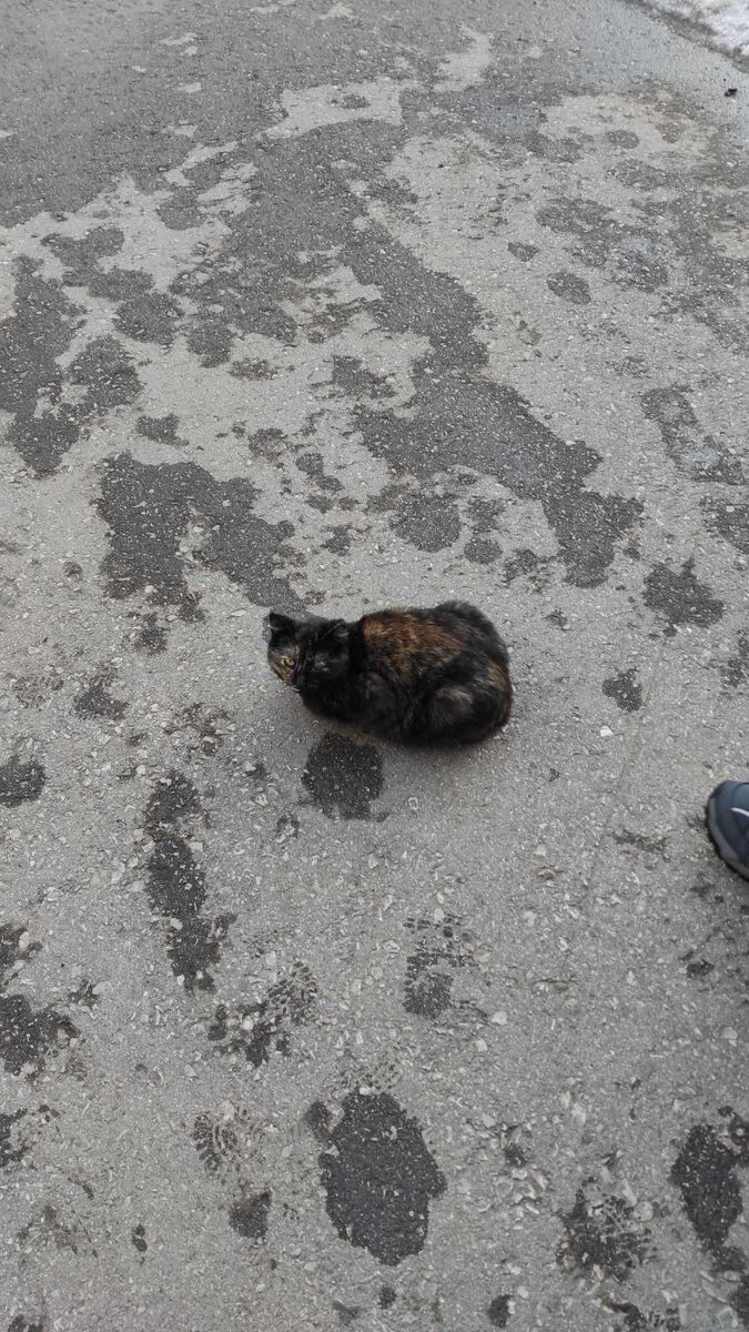 У моей подруги Марфы в детском саду есть садишная кошка. 😻😻😻🐈🐈🐈🐈🐈🐈
