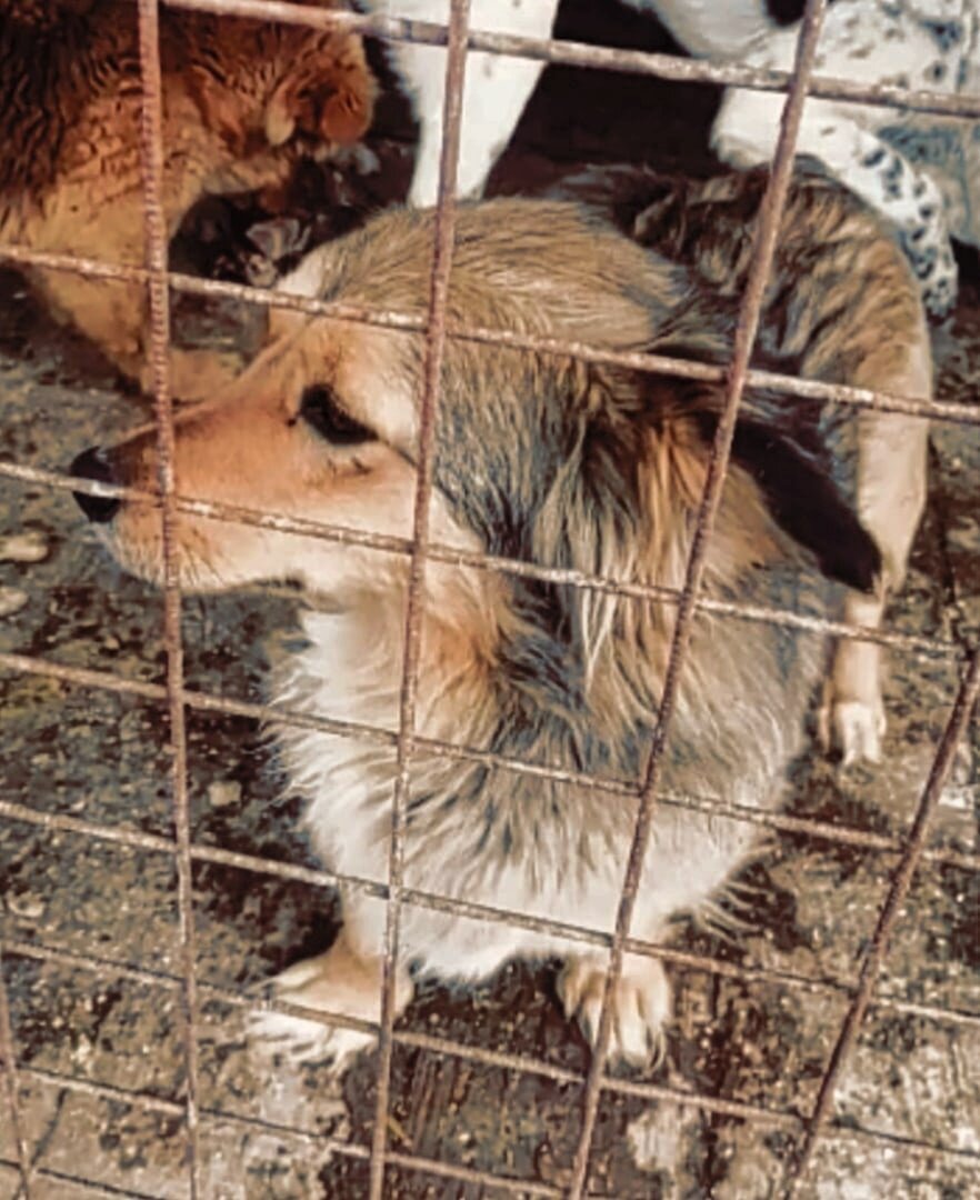 В одном вольере очень много собак, всем тесно
