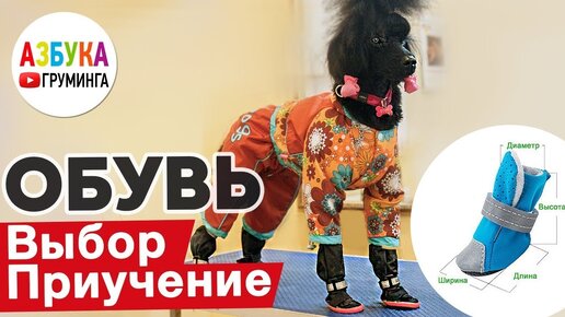 Как выбрать обувь для собаки?