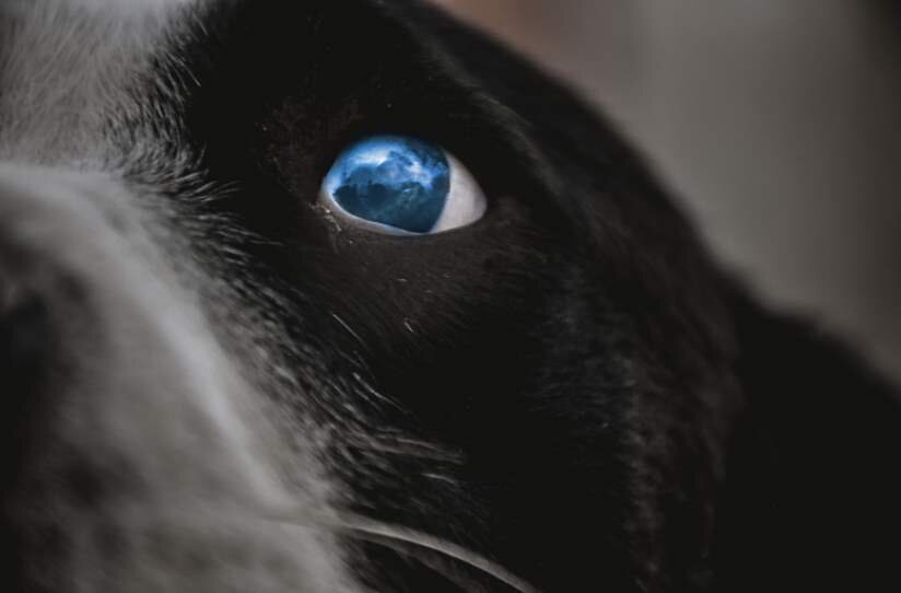 Почему у собаки слезятся глаза, и как их лечить?