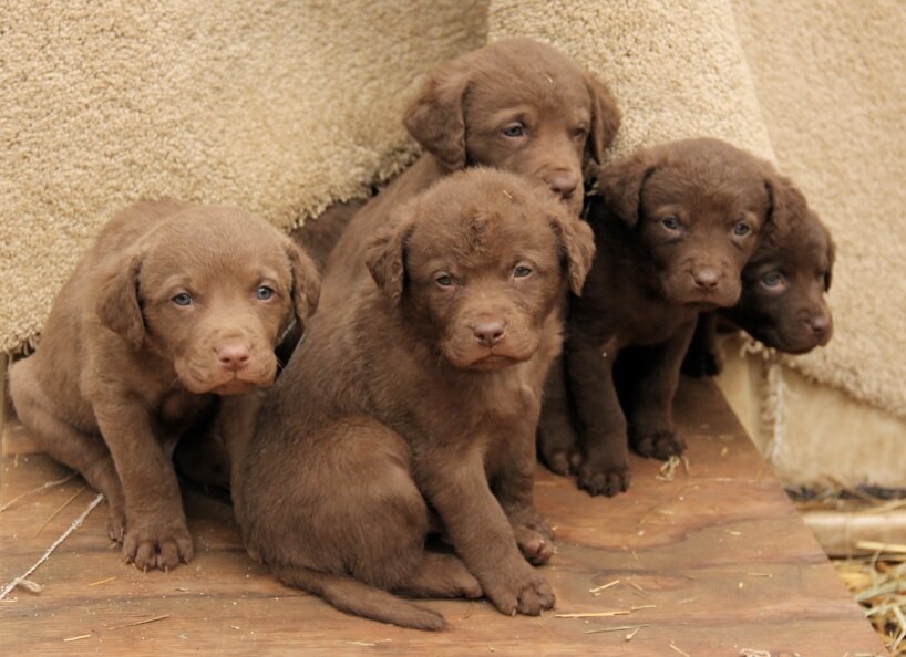 Щеночки чесапик-бей-ретривера (Фото: https://www.flickr.com/photos/30024721@N06/5318150958/)