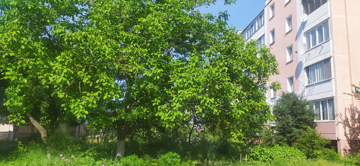 Орех с раскидистой кроной в 10 метров.