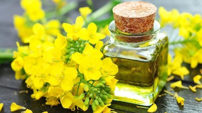 Рапс и рапсовое масло