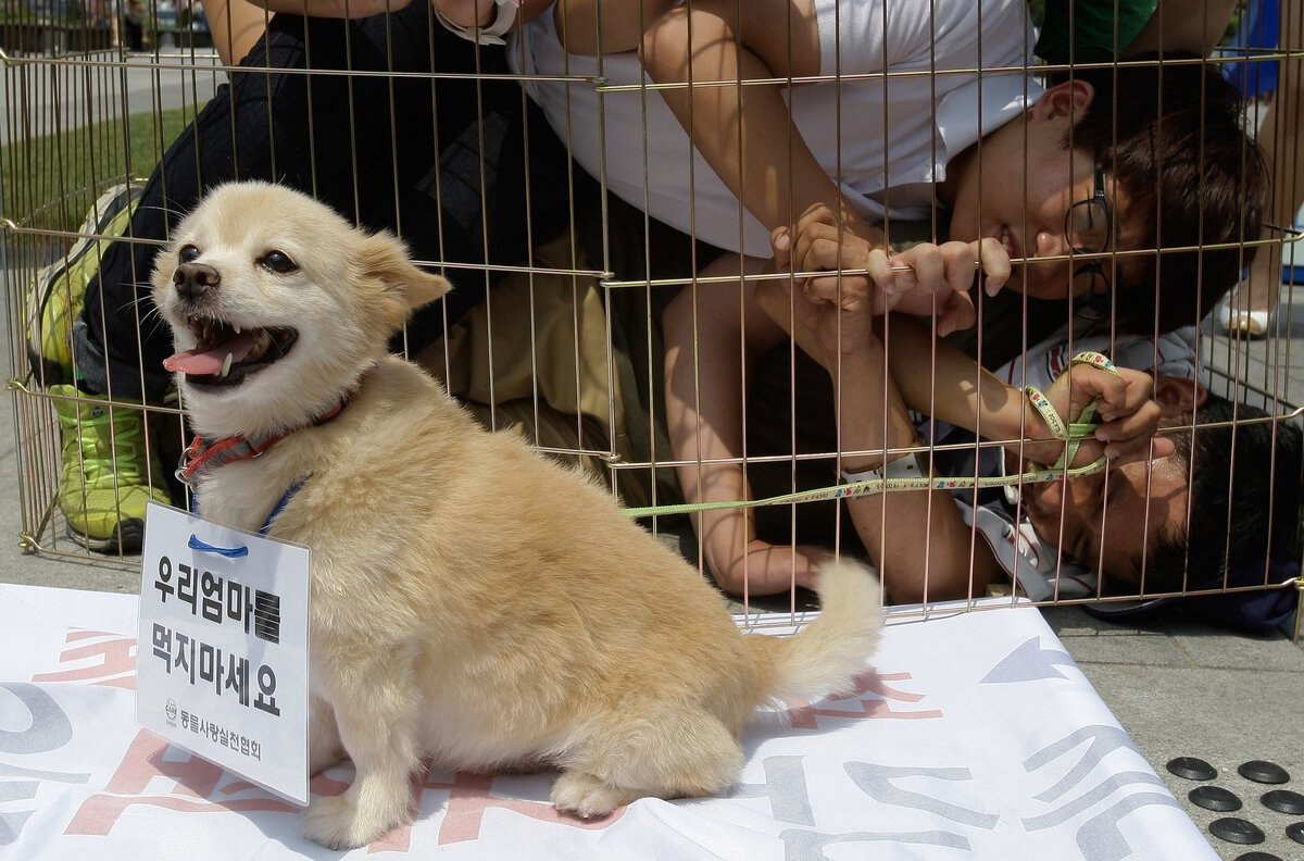 Корейцам запретили есть собак на время Олимпиады. | Пикабу