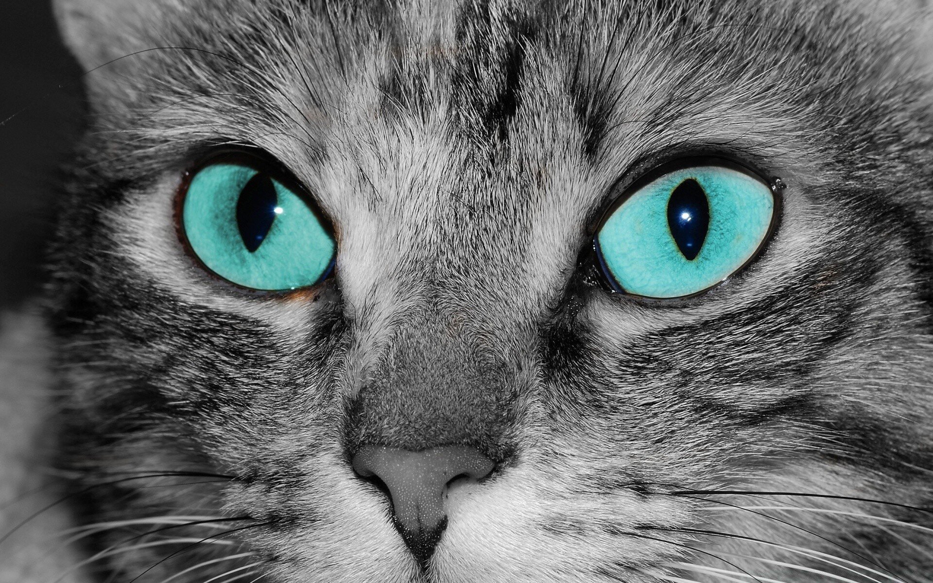 Красивые кошачьи глаза