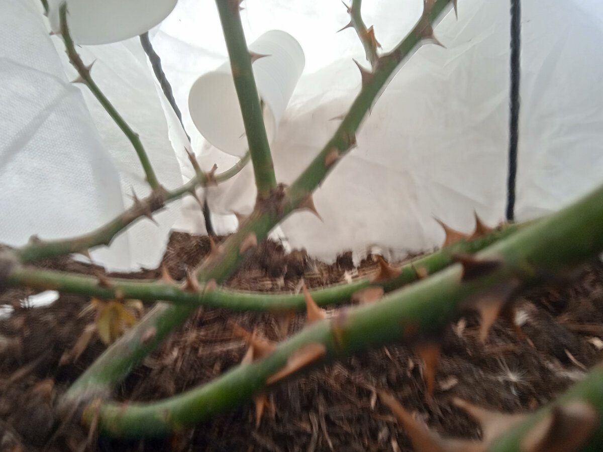 Моя красотулечка. 