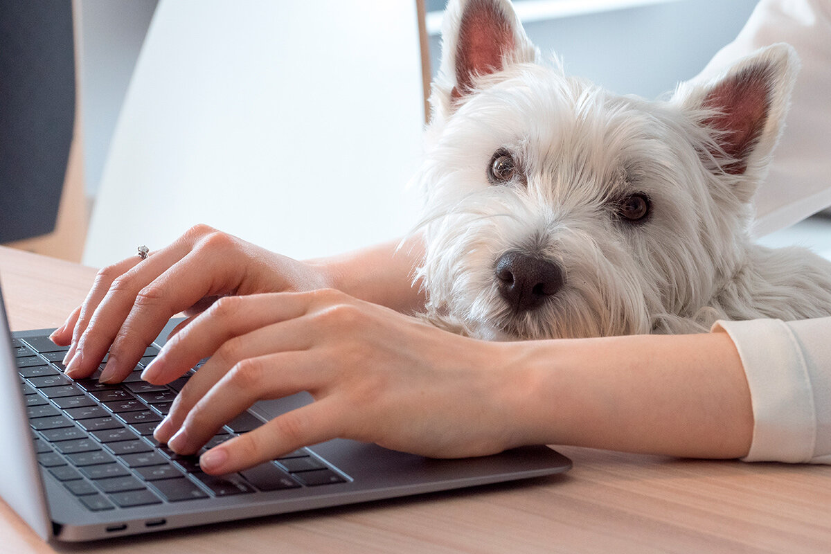    Фото: Fougasse/ Shutterstock.com