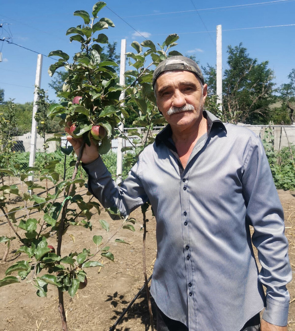 Алибек Дзамыхов радуется первым плодам на молодых яблонях. Фото автора.
