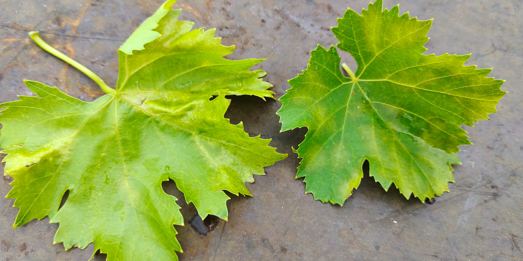 СУЛЬФАТ КАЛИЯ - незаменимый помощник на винограднике. 2в1