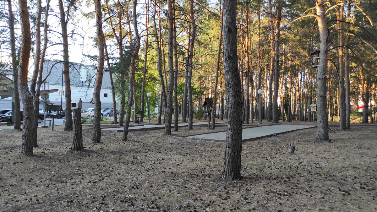 Город Сызрань. Лесопарковая зона на территории ФОК "Надежда".