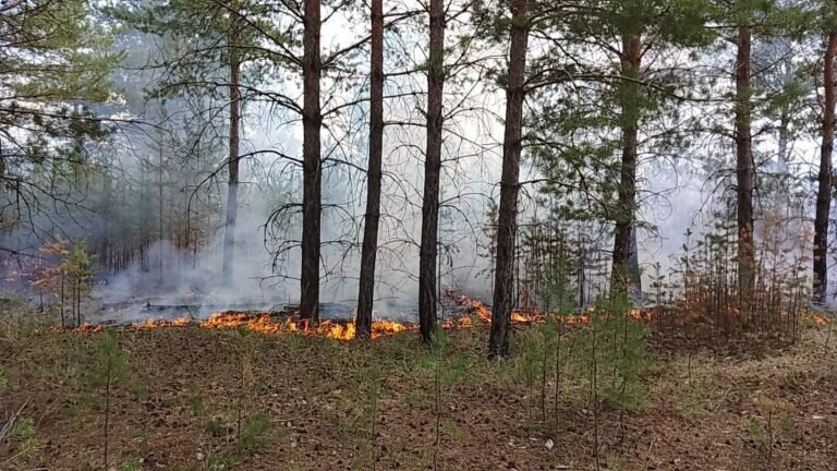    В Оренбургской области 11 августа прогнозируют чрезвычайно высокий класс пожароопасности Кристина Просвиркина