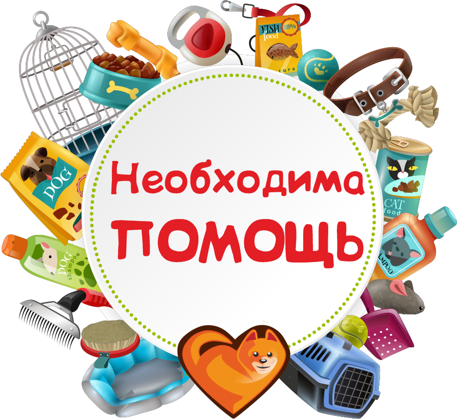 Как и чем помочь приютам в вашем городе