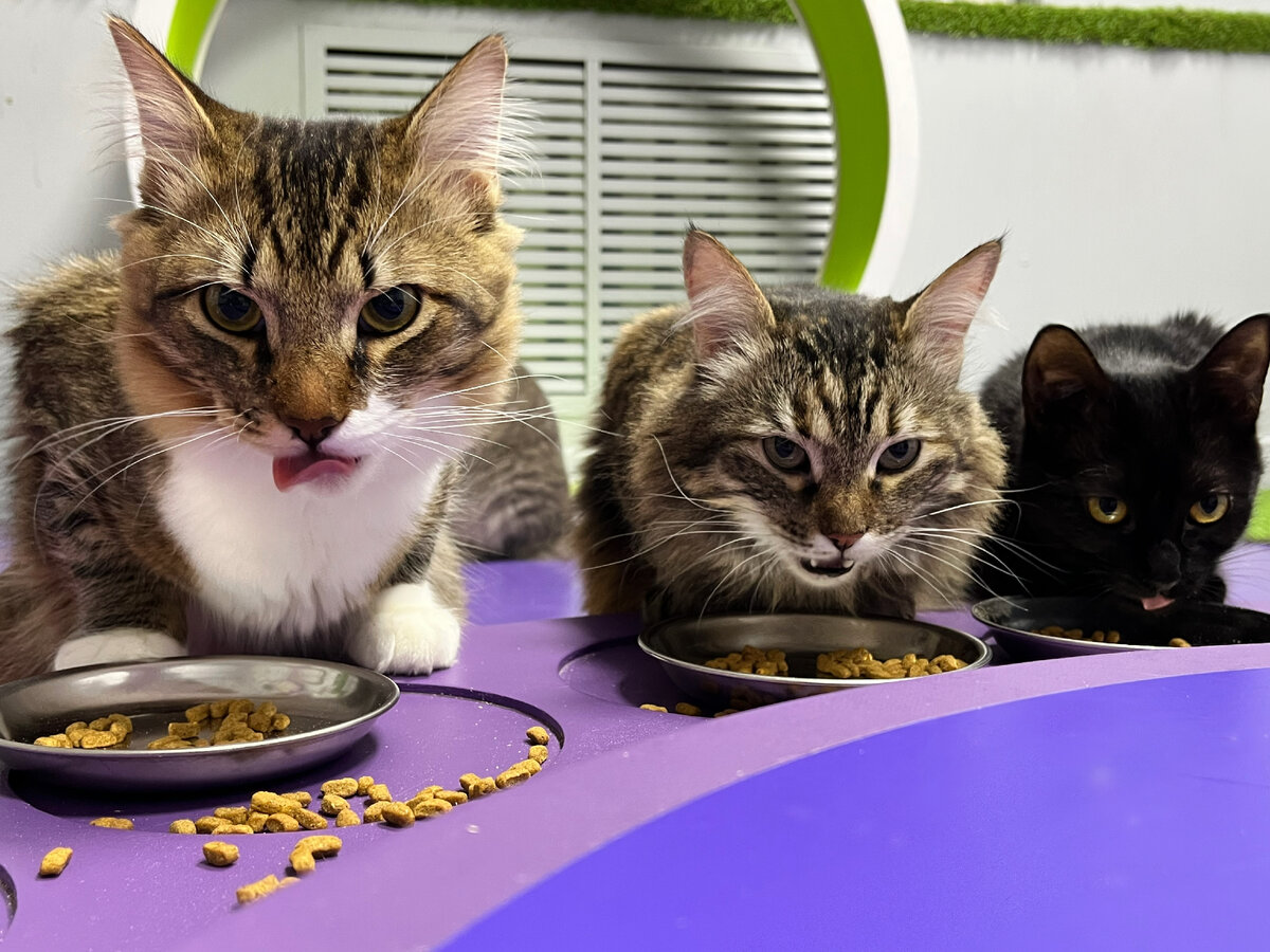 Банда на обеде в FrrFrr House