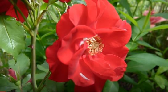 Роза Roter Korsar