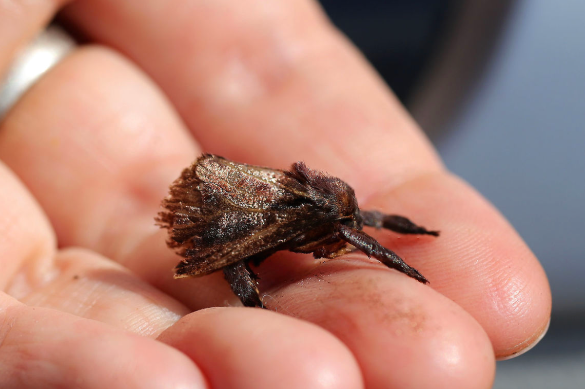 Моль Acharia stimulea