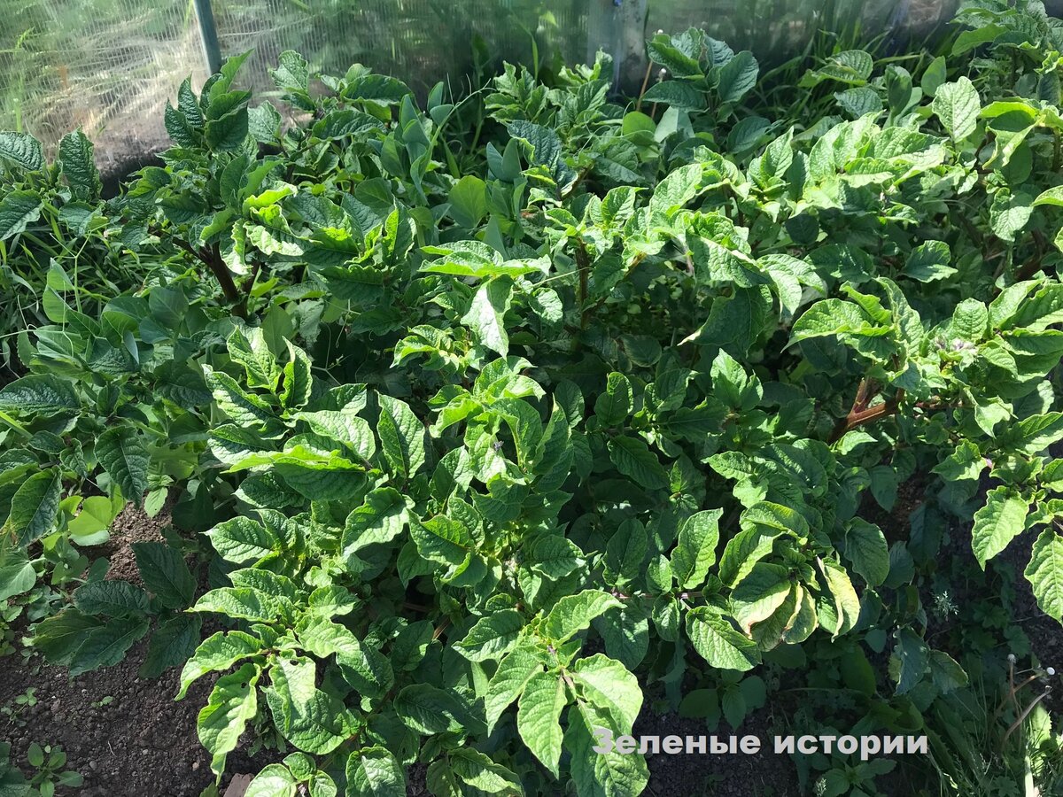 Мои пасленовые здоровы