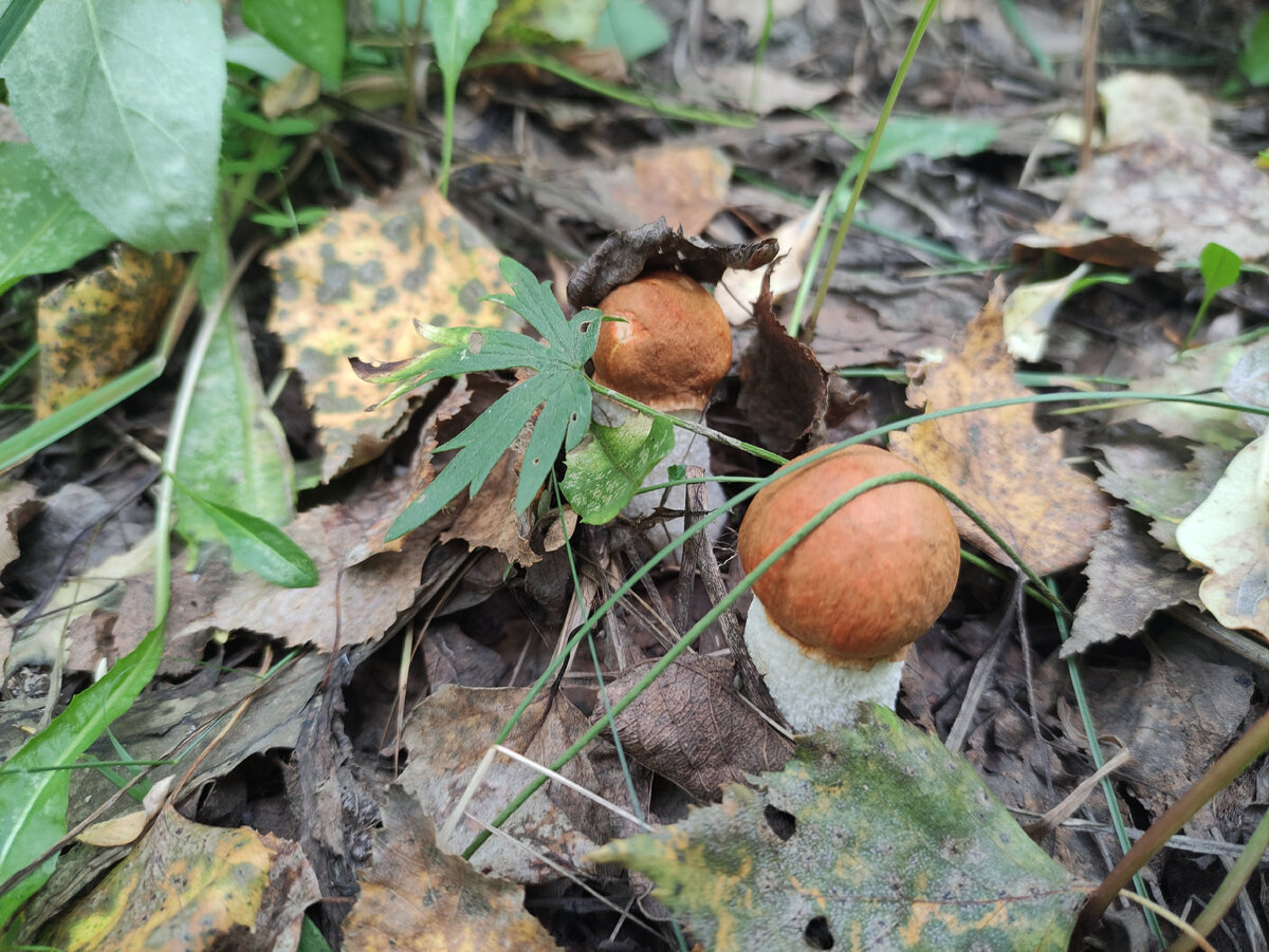 Подосиновички