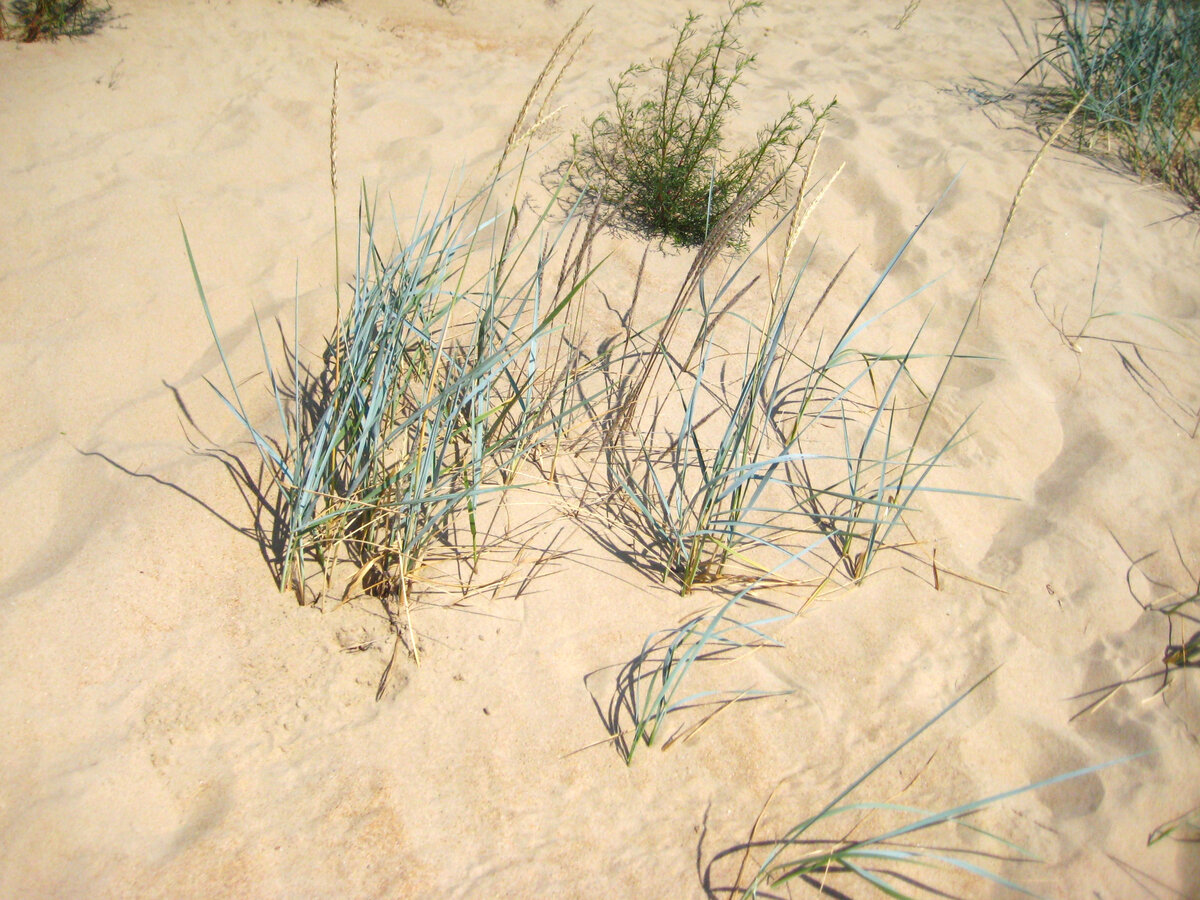 песочек раскаленный.