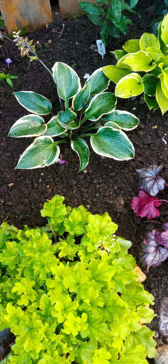 Хосте три года 