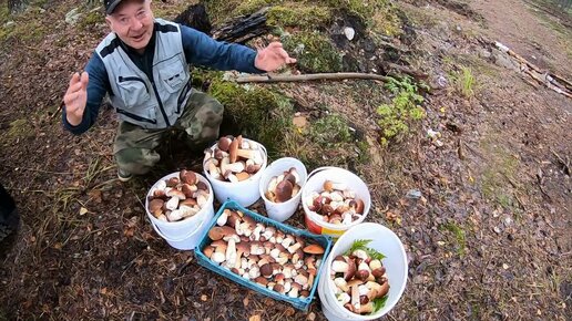 Снова выходные и мы едем в лес на природу за грибами и ягодами. Отличный отдых в сосновом бору.