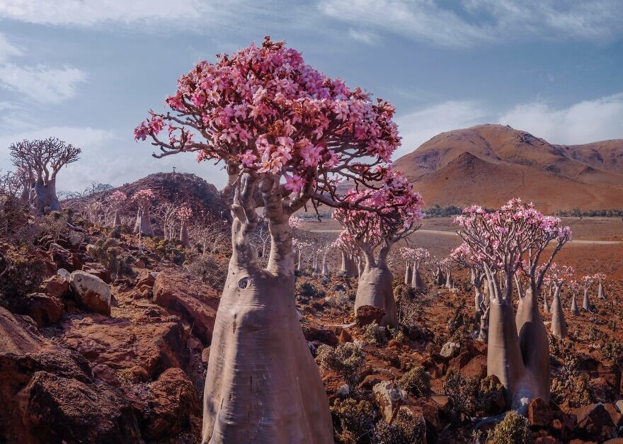 Молодые побеги Драконова дерева