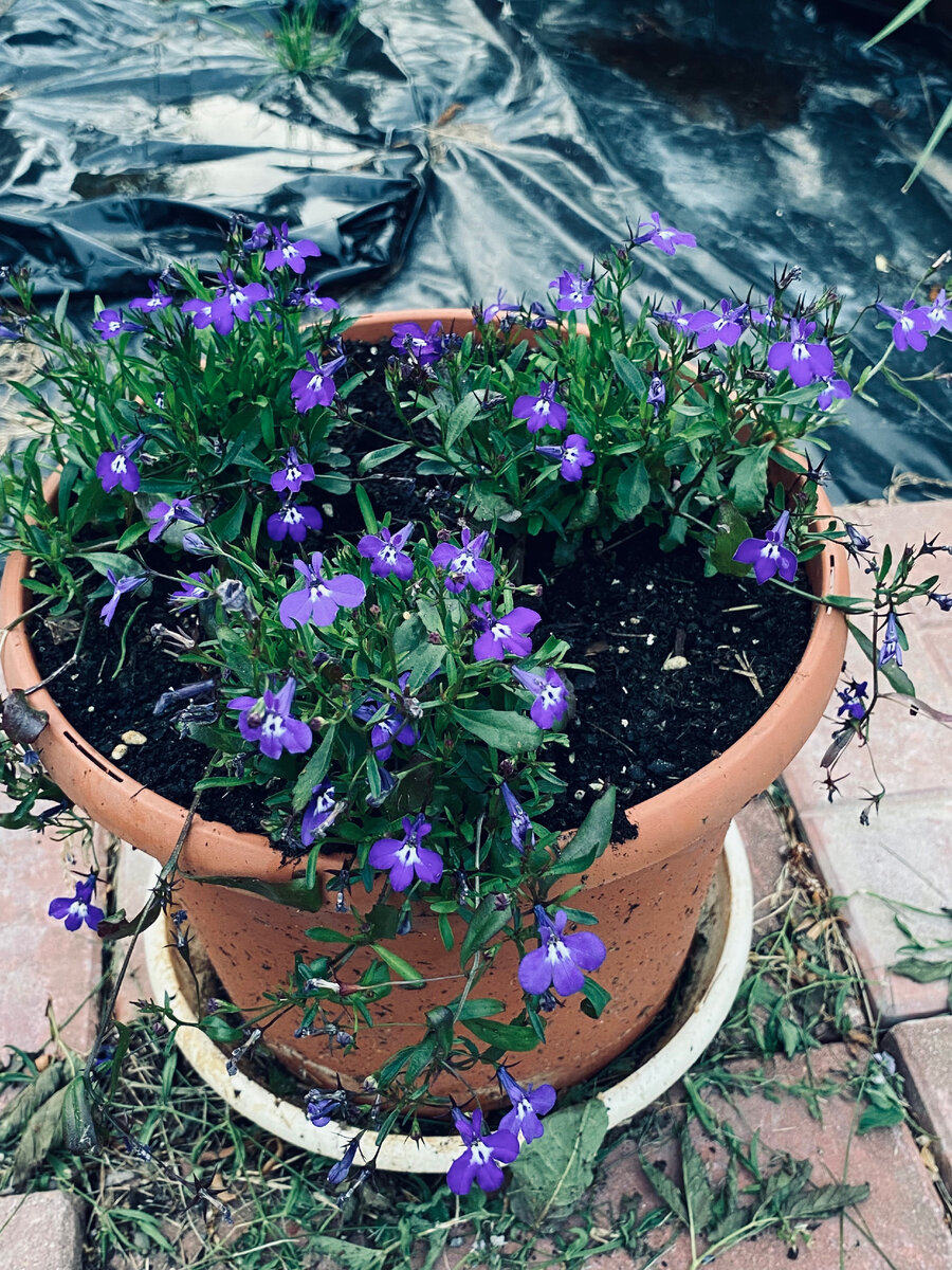 Вот так в июне выглядела лобелия. Везде фото автора.