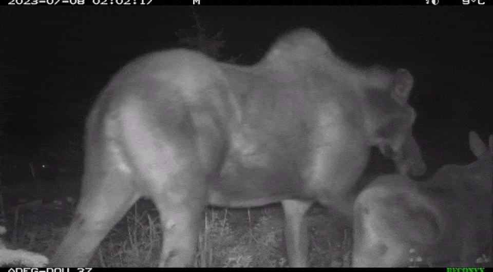   ADF&G, Southeast Alaska / Facebook*