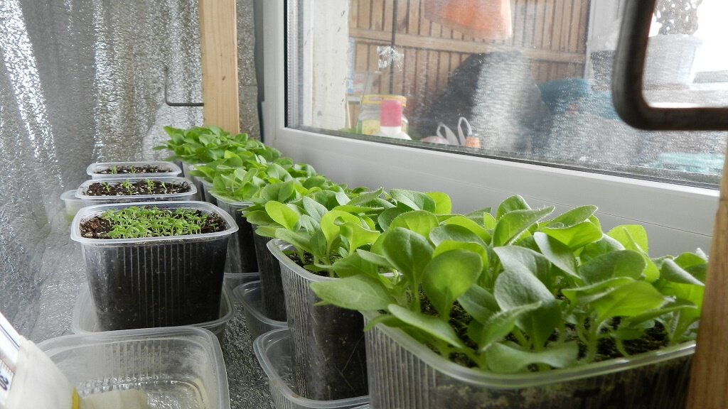 Рассада табака