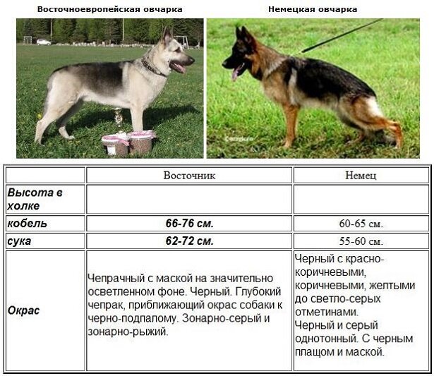 Восточно европейская овчарка зонарного окраса - 75 фото