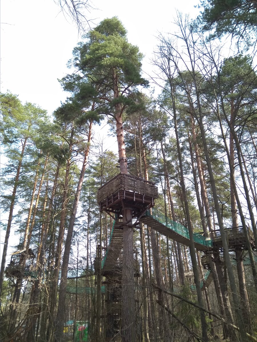 Экологическая тропа проходит на высоте 8 метров.