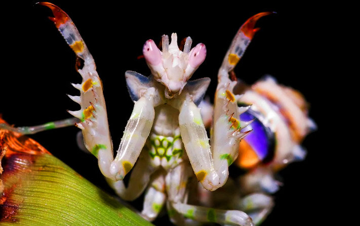 Красотка, правда?